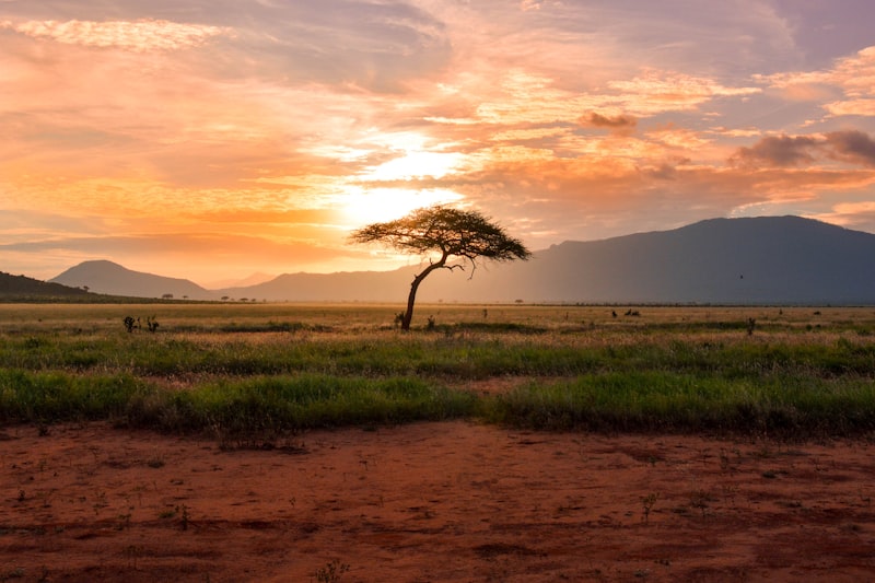 Export to Africa
